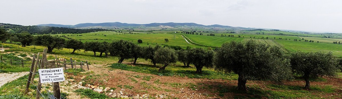 Olive groves and countryside near Talamone, Maremma