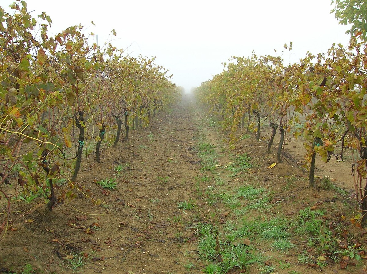 Autumn vineyard in Roselle, Maremma · Wine-country scenery, not Tenuta Il Quinto
